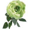 Rose Coco vert clair H81cm