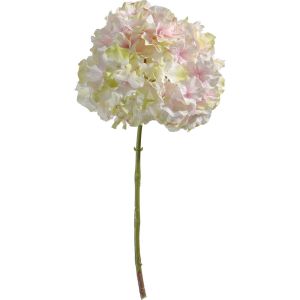 Hortensia rose H45cm