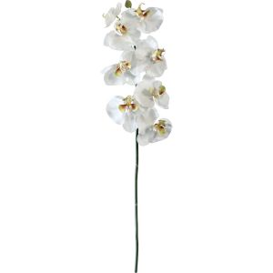 Orchidée blanche 1 tige 60cm