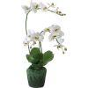 Orchide blanche 3 tiges en motte 90cm