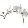 Orchidée blanche 1 tige en motte H66,5cm