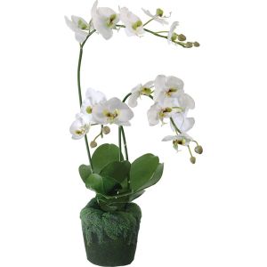 Orchidée blanche 3 tiges en motte 90cm