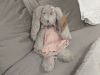 Lapin robe rose