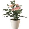 Rose Elisabeth rose en pot H32 cm